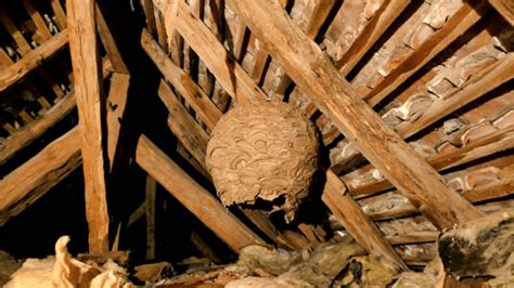 wasps nest in loft should i leave it alone